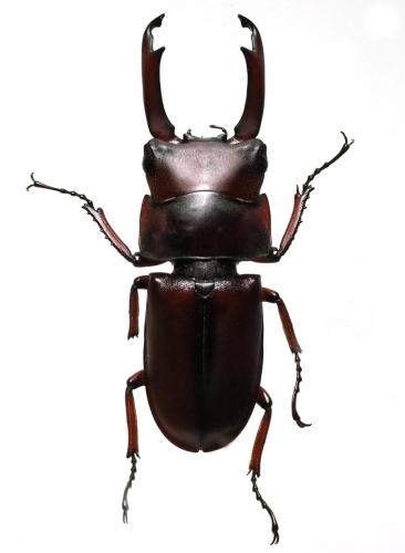 Réf. 192 674 : Macrodorcas pseudaxis